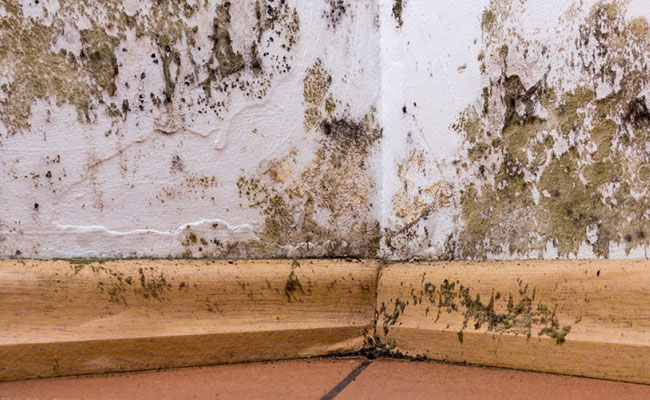 mold home inspection service